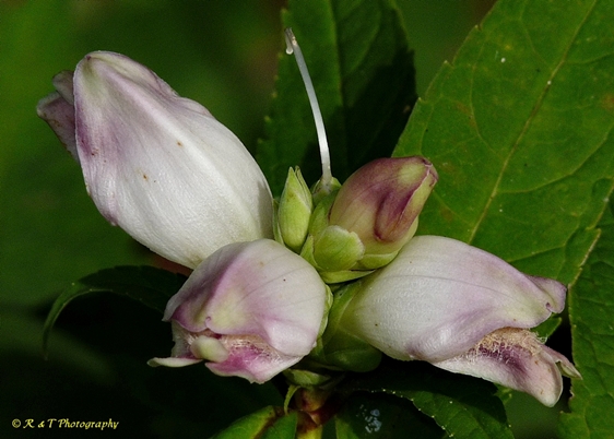 {Chelone glabra}